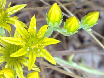 Petrosedum tenuifolium  (=Sedum amplexicaule subsp. tenuifolium)